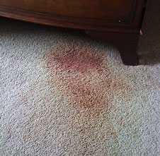 Removing a blood stain from carpet with a white cloth and cold water”