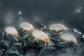 Illustration of large dust mites magnified to show details of their bodies and legs