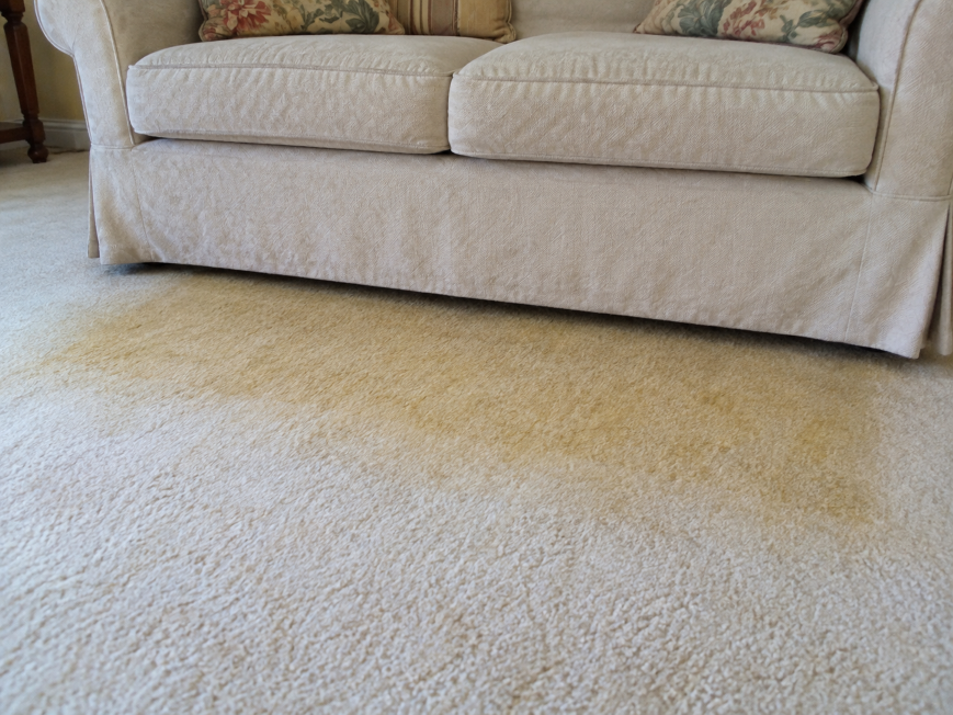 Yellow discoloration in carpet beneath an upholstered sofa