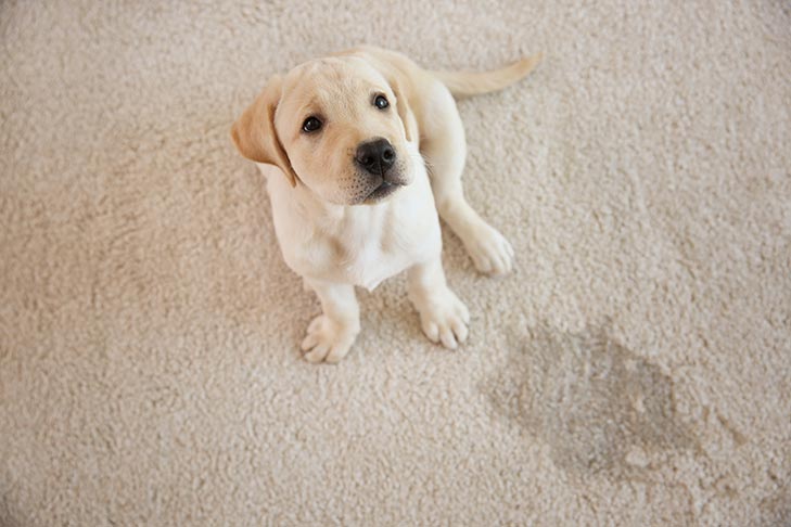 Puppy sitting on carpet near a pet urine stain
